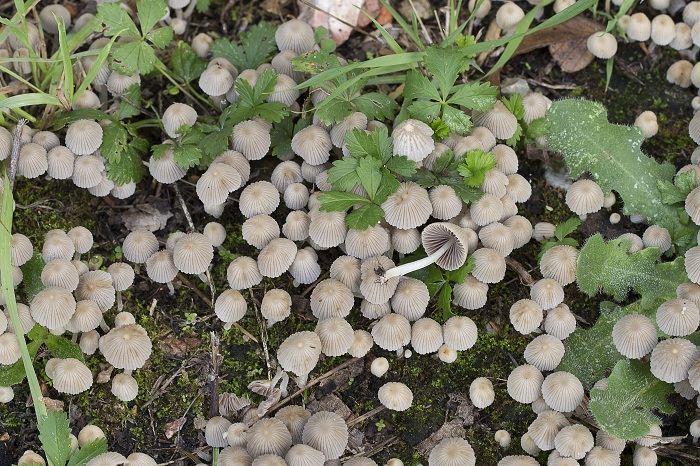 Piccoli funghi